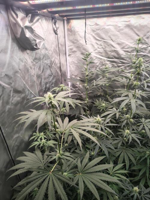 RS11 (Rainbow Sherbet). Week 7
