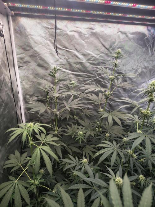 RS11 (Rainbow Sherbet). Week 7