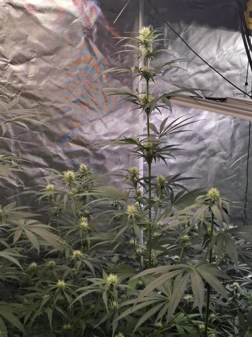 Sunset Sherbet Go Fast. Week 8