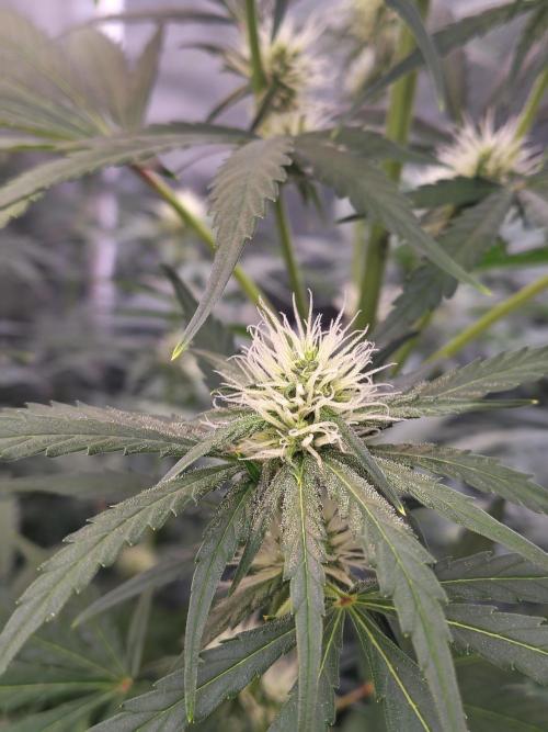 Sunset Sherbet Go Fast. Week 8