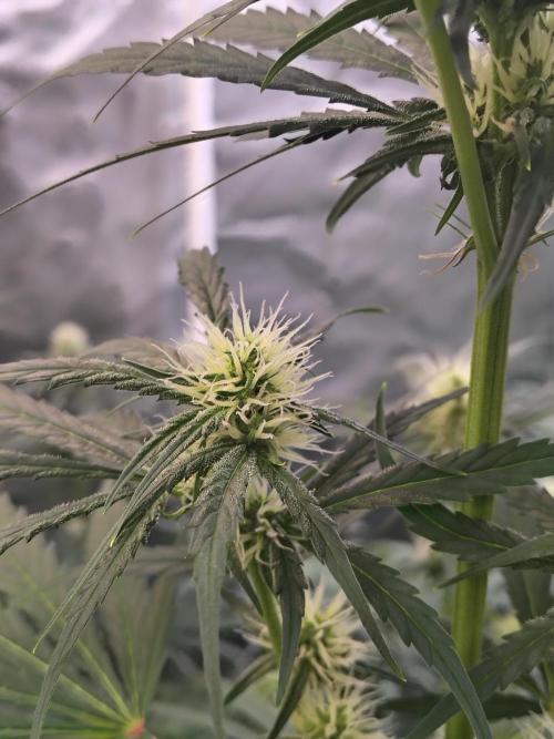 Sunset Sherbet Go Fast. Week 8