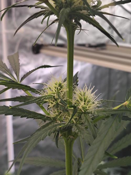 Sunset Sherbet Go Fast. Week 8