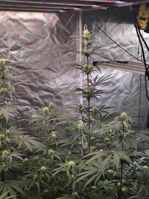 Sunset Sherbet Go Fast. Week 8
