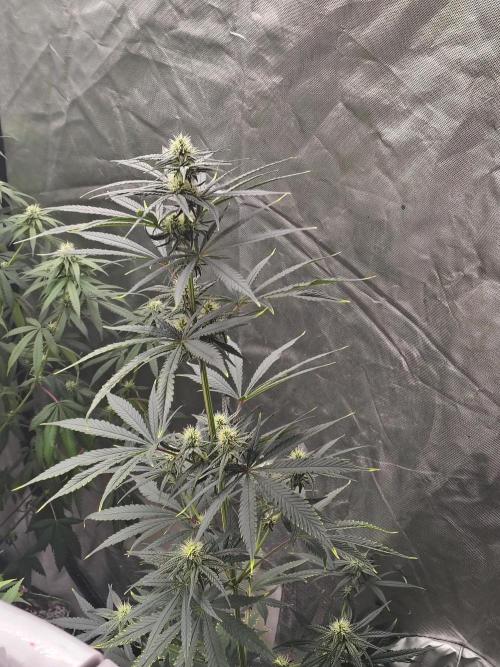 Sunset Sherbet. Week 8