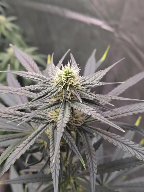 Sunset Sherbet. Week 8