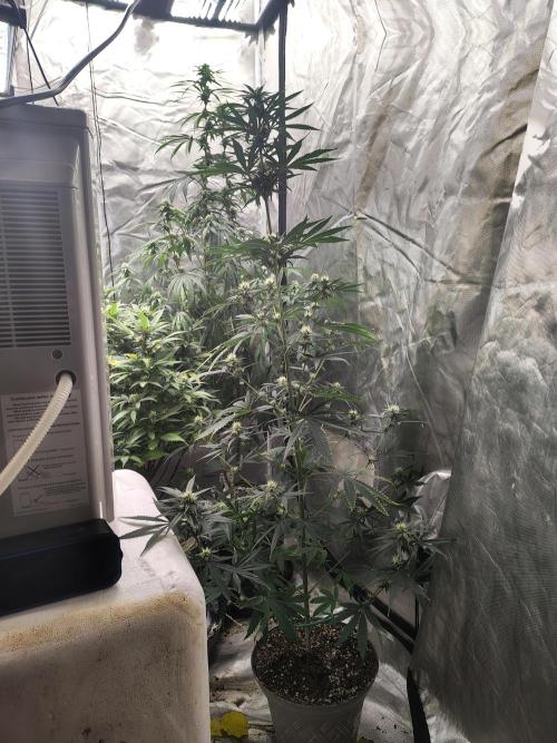 Sunset Sherbet. Week 8