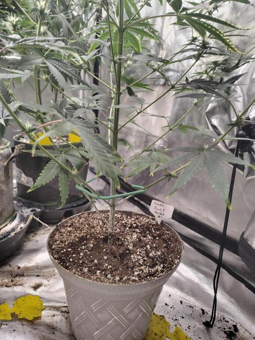 Sunset Sherbet. Week 8