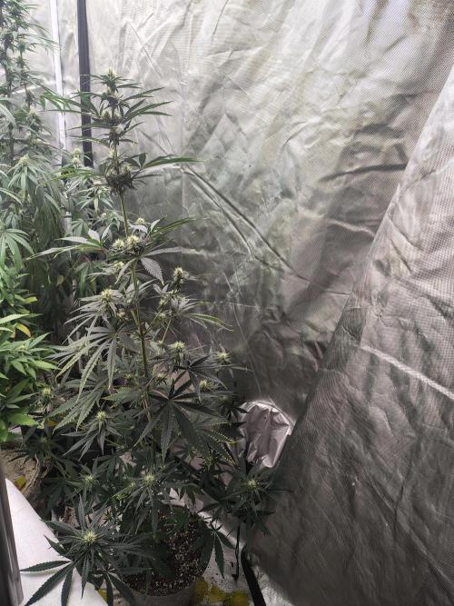 Sunset Sherbet. Week 8