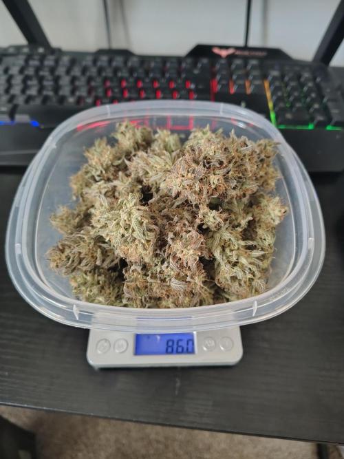 Face Fat (Run #2). Week 13