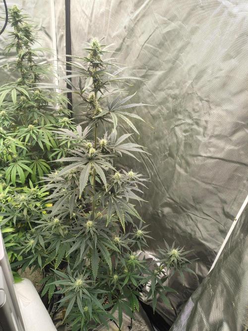 Sunset Sherbet. Week 8