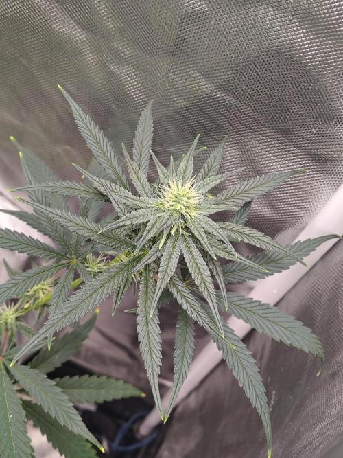 Sunset Sherbet. Week 8