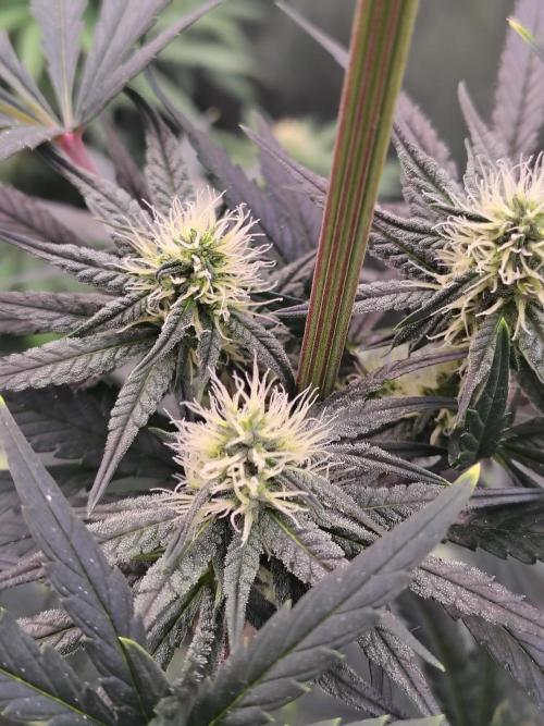 Sunset Sherbet. Week 8