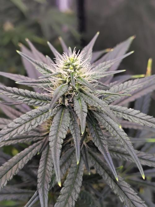 Sunset Sherbet. Week 8