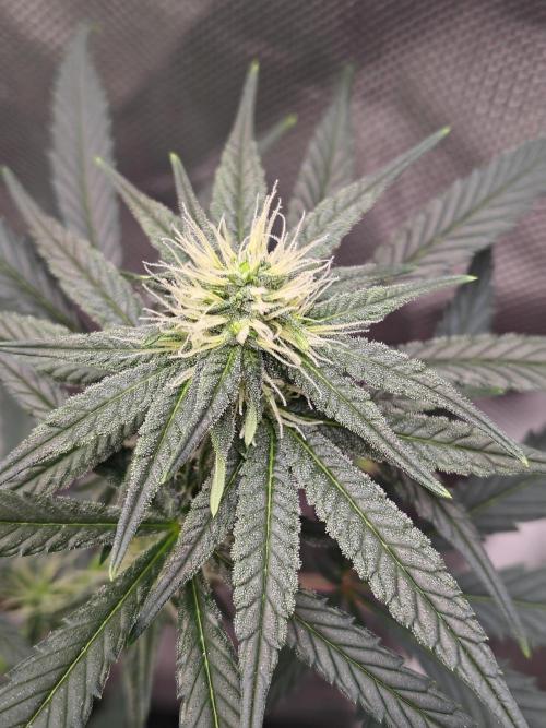 Sunset Sherbet. Week 8