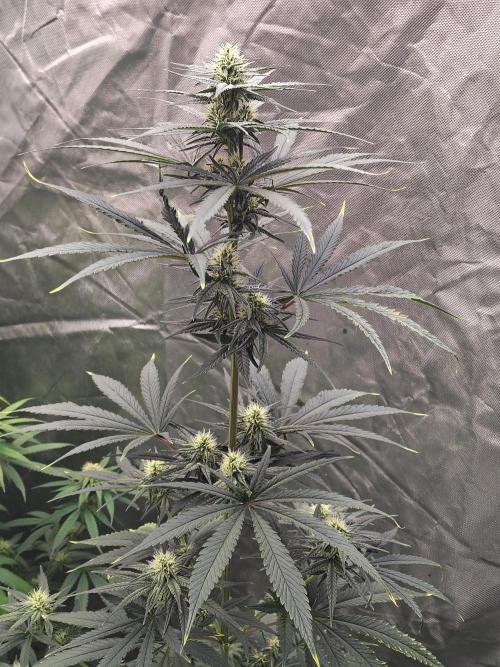 Sunset Sherbet. Week 8