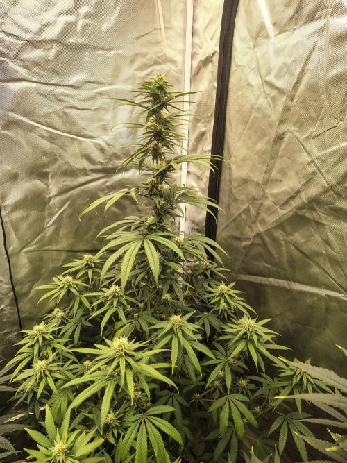 Blueberry Swirl. Week 14