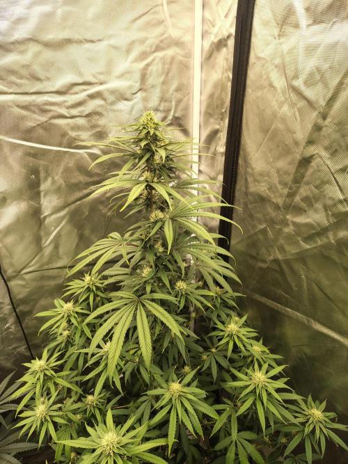 Blueberry Swirl. Week 14