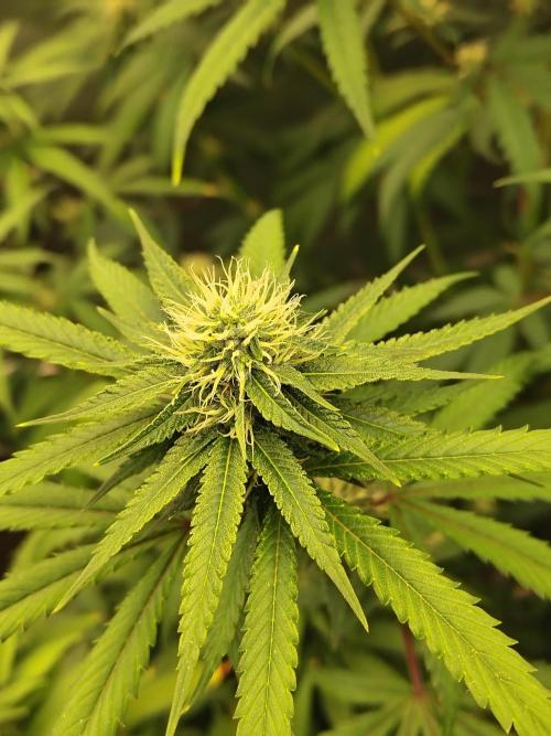 Blueberry Swirl. Week 14