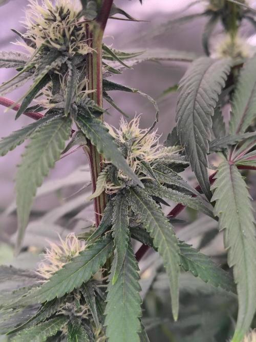 Blueberry Swirl. Week 14