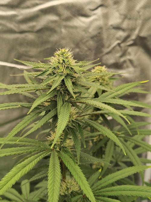 Blueberry Swirl. Week 14