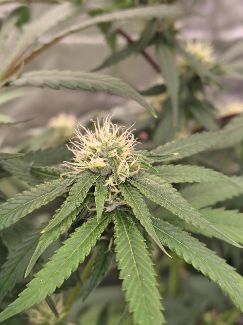 Blueberry Swirl. Week 14