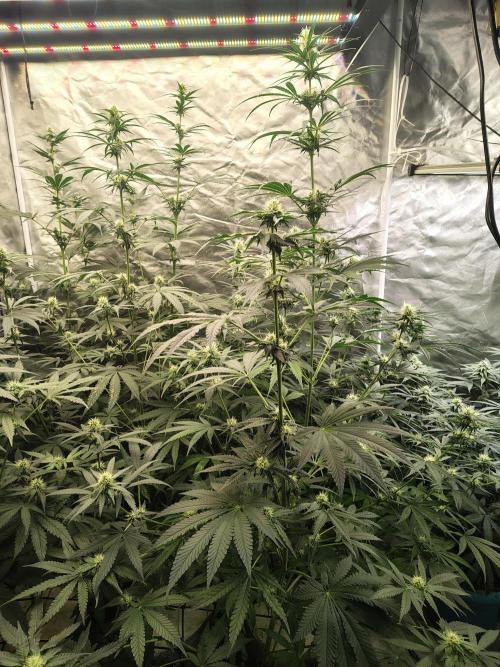 Mango Sherb S1. Week 8