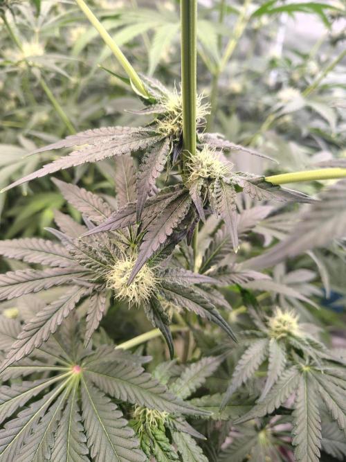 Mango Sherb S1. Week 8