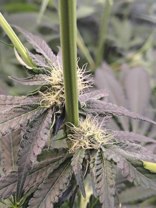 Mango Sherb S1. Week 8