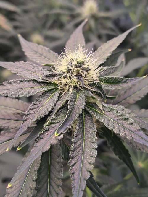 Mango Sherb S1. Week 8