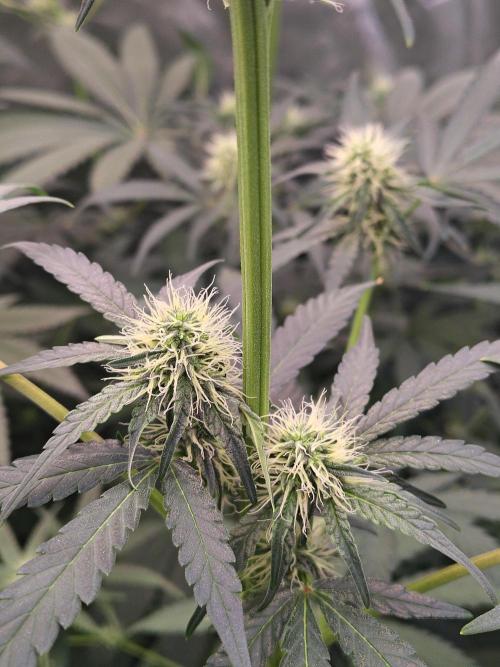 Mango Sherb S1. Week 8