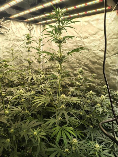 Sunset Sherbet Go Fast. Week 8