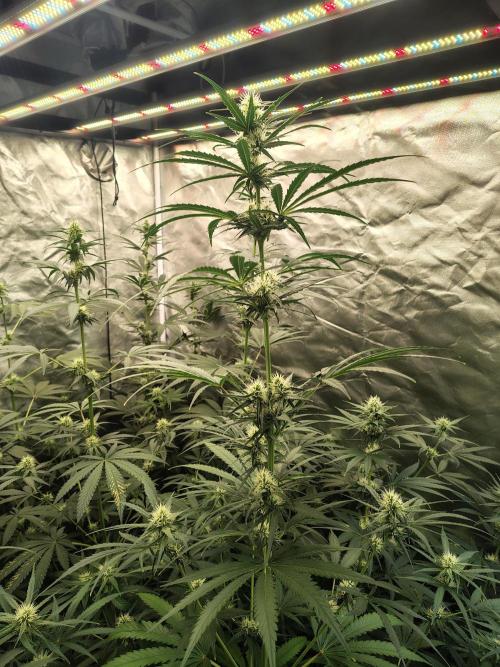 Sunset Sherbet Go Fast. Week 8