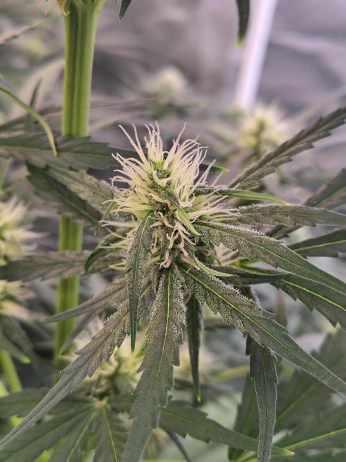 Sunset Sherbet Go Fast. Week 8