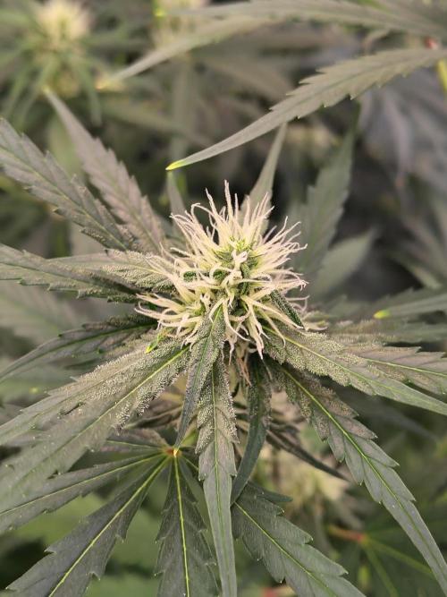 Sunset Sherbet Go Fast. Week 8