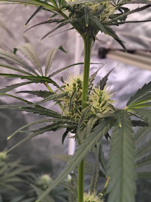 Sunset Sherbet Go Fast. Week 8