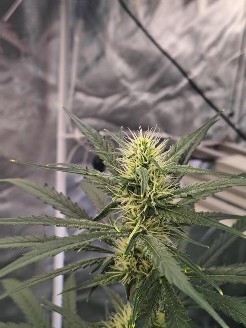 Sunset Sherbet Go Fast. Week 8