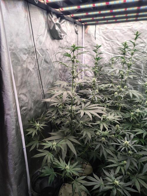 RS11 (Rainbow Sherbet). Week 8