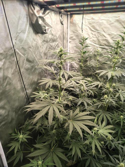 RS11 (Rainbow Sherbet). Week 8