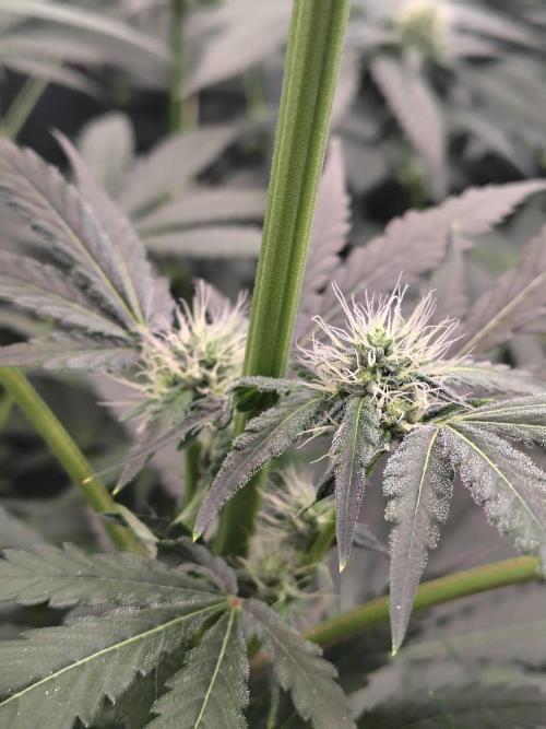 RS11 (Rainbow Sherbet). Week 8