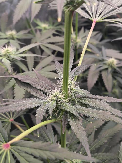 RS11 (Rainbow Sherbet). Week 8