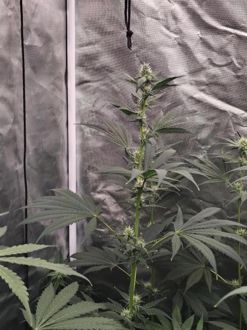 RS11 (Rainbow Sherbet). Week 8