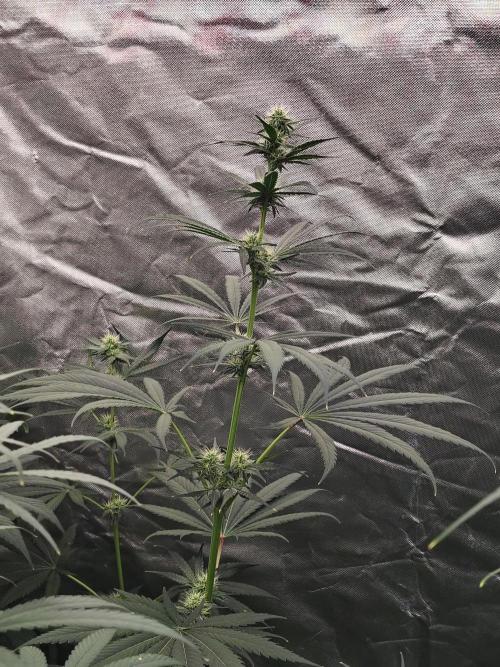 RS11 (Rainbow Sherbet). Week 8