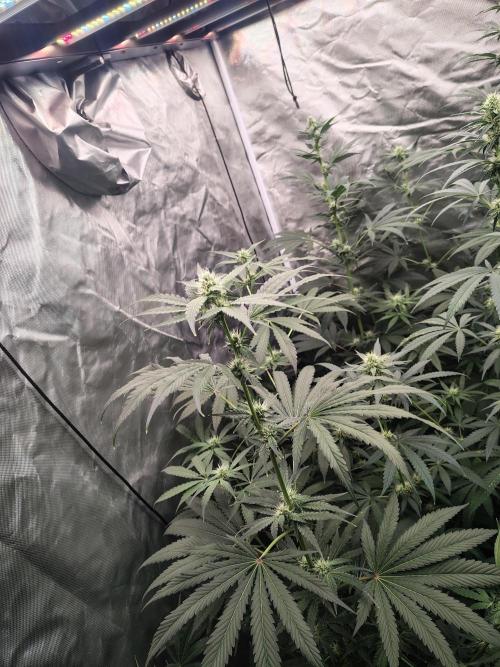 RS11 (Rainbow Sherbet). Week 8