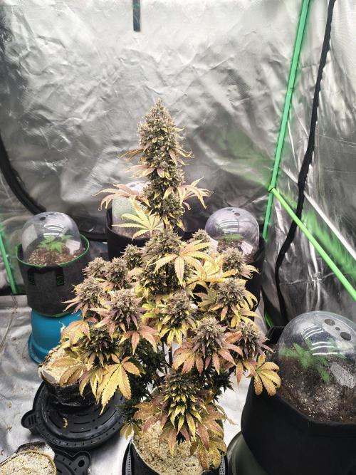 FrostBanger Auto. Week 10