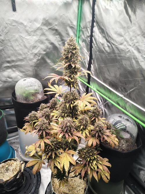 FrostBanger Auto. Week 10