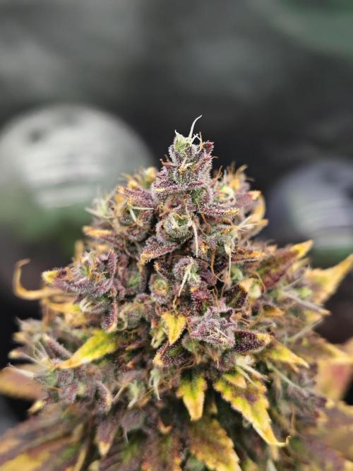 FrostBanger Auto. Week 10