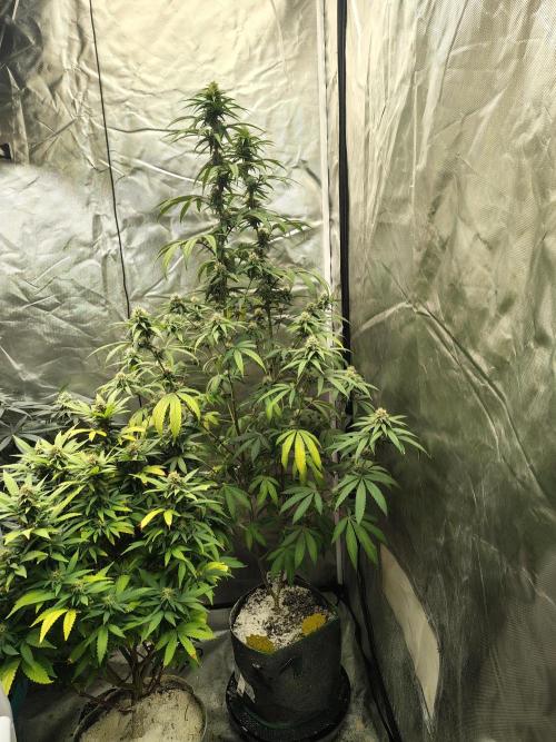 Blueberry Swirl. Week 15