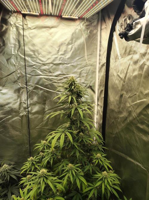 Blueberry Swirl. Week 15