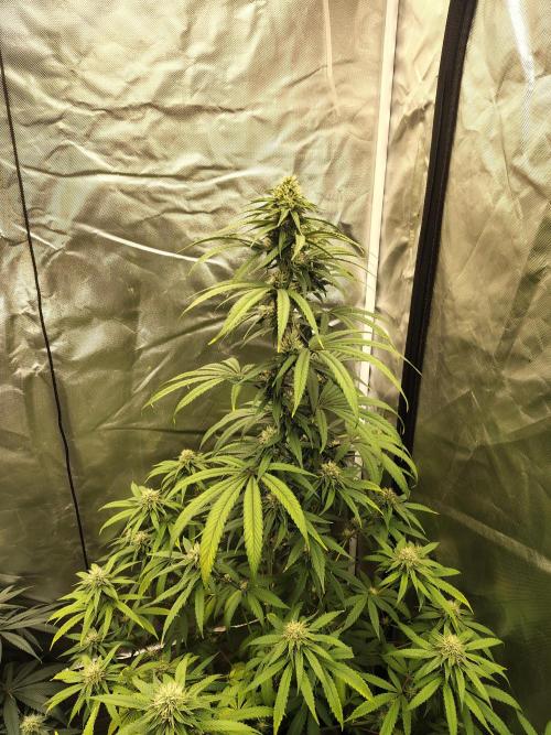 Blueberry Swirl. Week 15