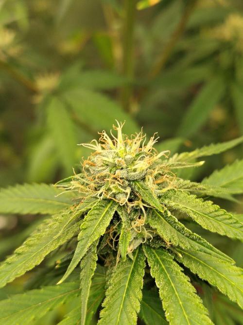 Blueberry Swirl. Week 15